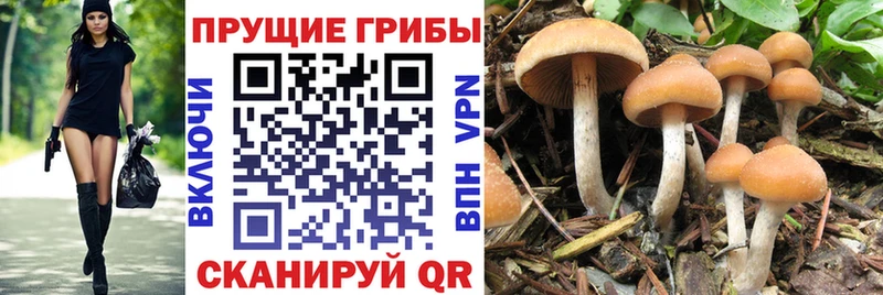 Галлюциногенные грибы GOLDEN TEACHER  Балашов 